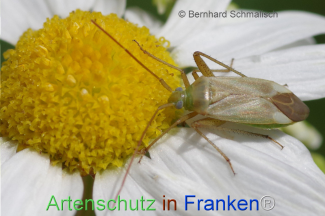 © Artenschutz in Franken® / Bernhard Schmalisch Bild zum Eintrag (1113974-160)