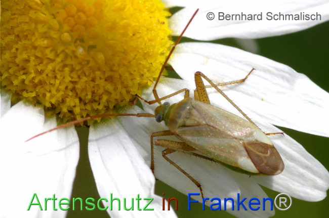 © Artenschutz in Franken® / Bernhard Schmalisch Bild zum Eintrag (1113975-160)