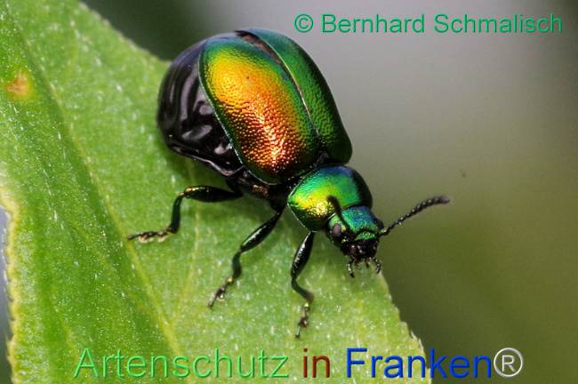 © Artenschutz in Franken® / Bernhard Schmalisch Bild zum Eintrag (1113996-160)