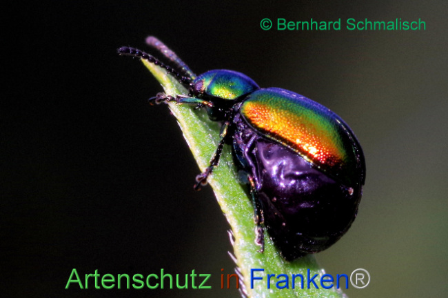 © Artenschutz in Franken® / Bernhard Schmalisch Bild zum Eintrag (1114000-160)