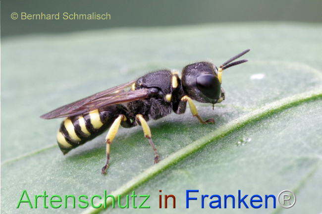 Bild zum Eintrag (1114008-160)