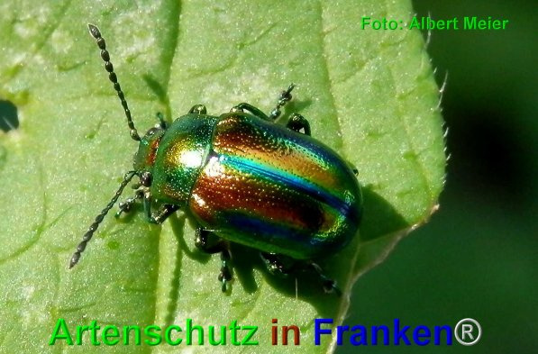 © Artenschutz in Franken® / Albert Meier Bild zum Eintrag (1114014-160)