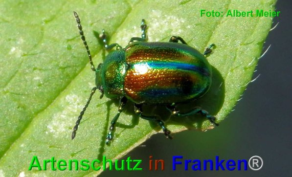 © Artenschutz in Franken® / Albert Meier Bild zum Eintrag (1114015-160)