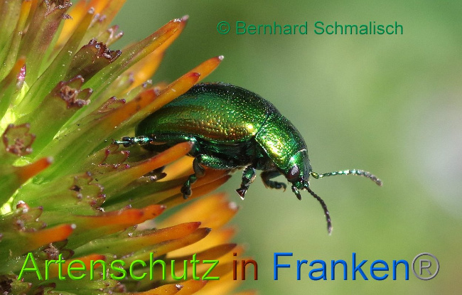 © Artenschutz in Franken® Bernhard Schmalisch Bild zum Eintrag (1114017-160)