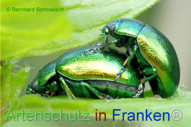 © Artenschutz in Franken® / Bernhard Schmalisch Bild zum Eintrag (1114022-160)