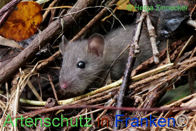 Bild zum Eintrag (1114059-160)