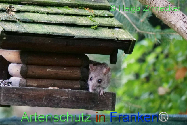 Bild zum Eintrag (1114060-160)