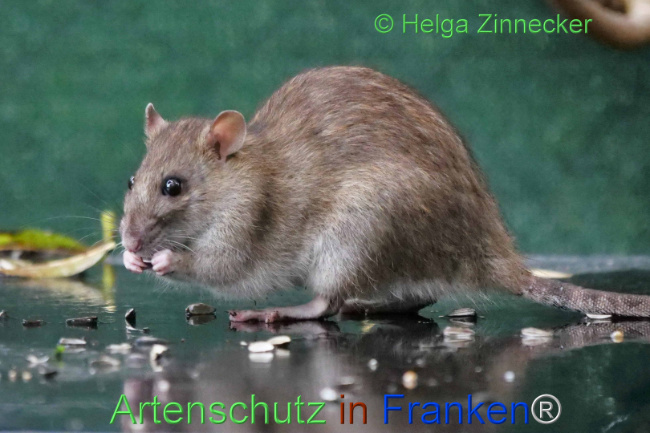 Bild zum Eintrag (1114067-160)