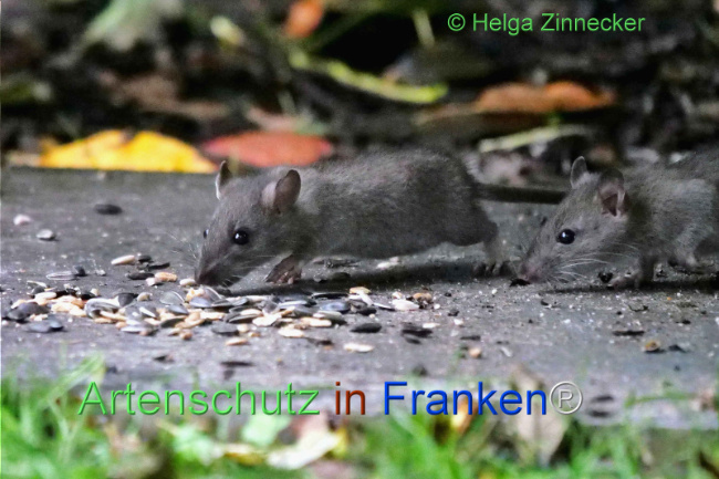 © Artenschutz in Franken® / Helga Zinnecker Bild zum Eintrag (1114070-160)