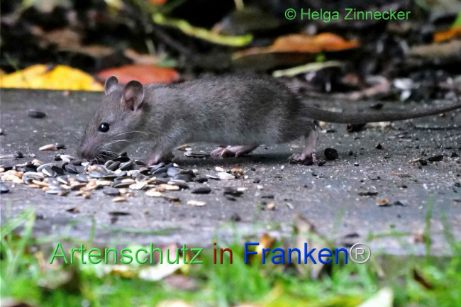 © Artenschutz in Franken® / Helga Zinnecker Bild zum Eintrag (1114071-160)