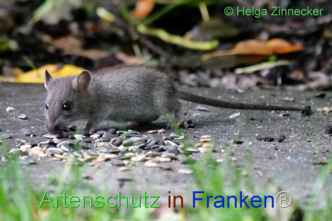 © Artenschutz in Franken® / Helga Zinnecker Bild zum Eintrag (1114072-160)