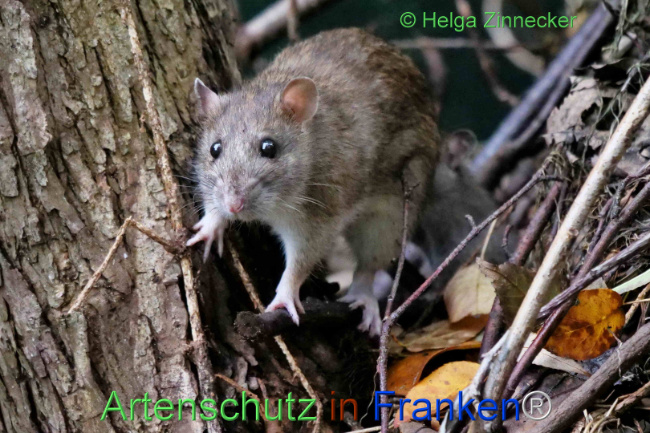 © Artenschutz in Franken® / Helga Zinnecker Bild zum Eintrag (1114074-160)