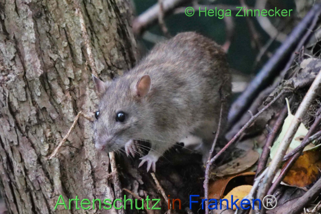 © Artenschutz in Franken® / Helga Zinnecker Bild zum Eintrag (1114075-160)