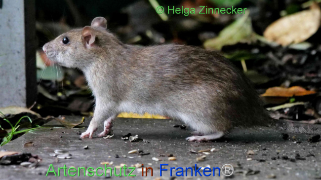 © Artenschutz in Franken® / Helga Zinnecker Bild zum Eintrag (1114078-160)