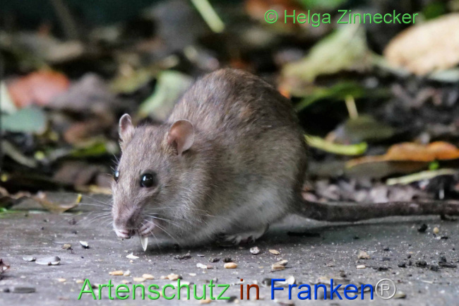 © Artenschutz in Franken® / Helga Zinnecker Bild zum Eintrag (1114079-160)