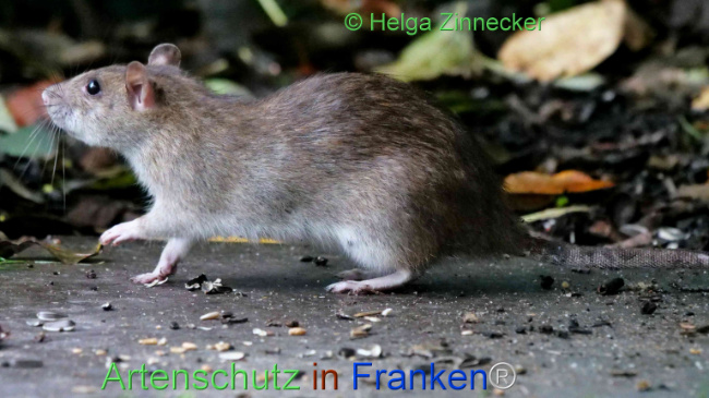 © Artenschutz in Franken® / Helga Zinnecker Bild zum Eintrag (1114080-160)