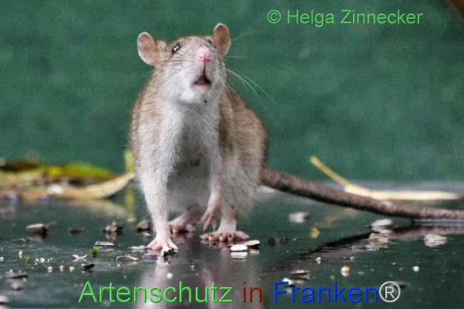 © Artenschutz in Franken® / Helga Zinnecker Bild zum Eintrag (1114082-160)