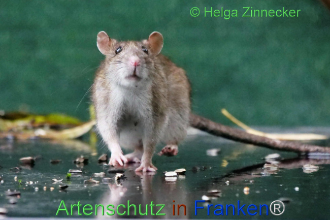 © Artenschutz in Franken® / Helga Zinnecker Bild zum Eintrag (1114083-160)