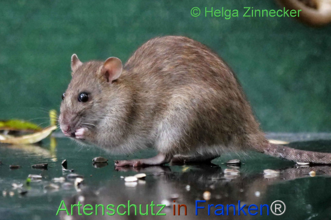 © Artenschutz in Franken® / Helga Zinnecker Bild zum Eintrag (1114084-160)
