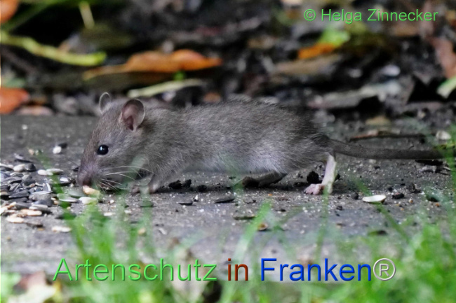 © Artenschutz in Franken® / Helga Zinnecker Bild zum Eintrag (1114087-160)
