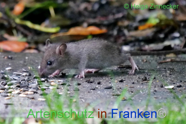 © Artenschutz in Franken® / Helga Zinnecker Bild zum Eintrag (1114088-160)