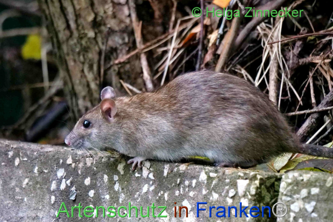 © Artenschutz in Franken® / Helga Zinnecker Bild zum Eintrag (1114090-160)