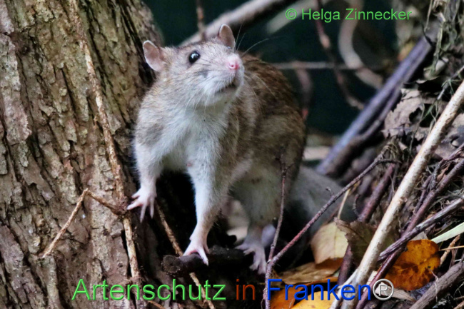 Bild zum Eintrag (1114094-160)