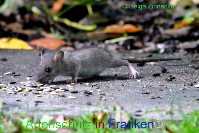 © Artenschutz in Franken® / Helga Zinnecker Bild zum Eintrag (1114098-160)