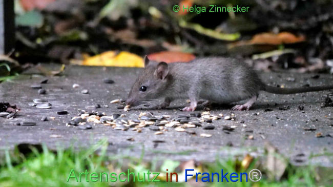 Bild zum Eintrag (1114103-160)