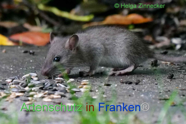 Bild zum Eintrag (1114104-160)