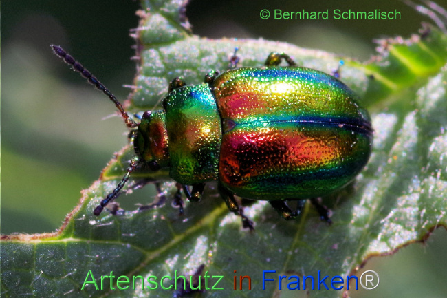 Bild zum Eintrag (1114113-160)