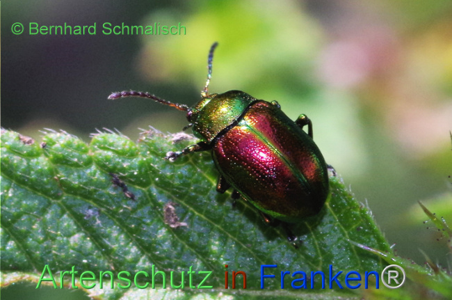 Bild zum Eintrag (1114114-160)