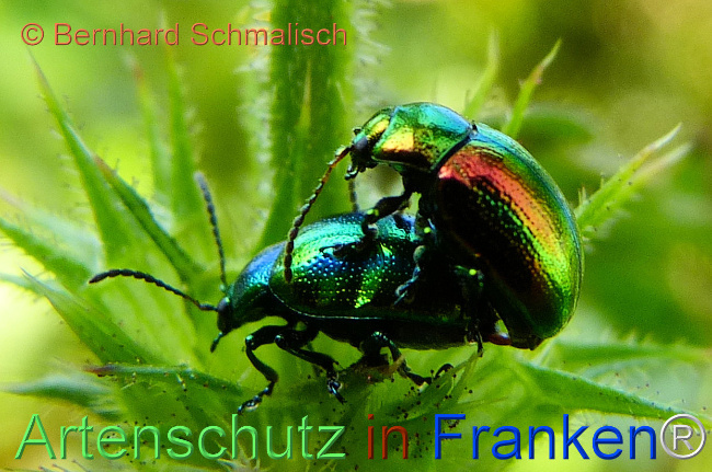 Bild zum Eintrag (1114115-160)