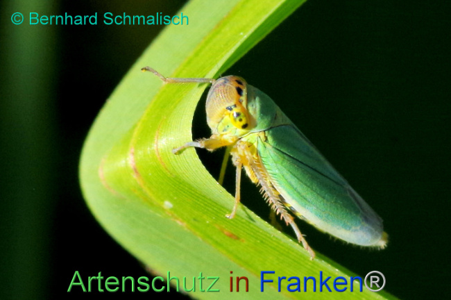 © Artenschutz in Franken® / Bernhard Schmalisch Bild zum Eintrag (1114122-160)