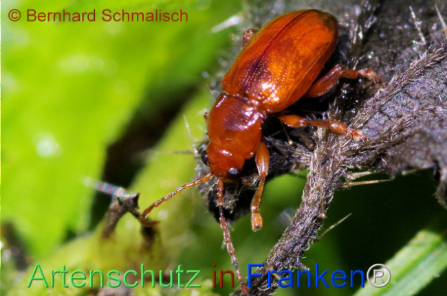 © Artenschutz in Franken® / Bernhard Schmalisch Bild zum Eintrag (1114130-160)