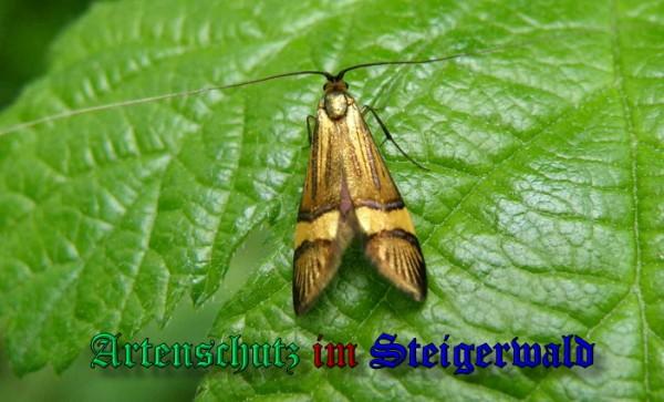 Copyright AiS / 2009 Albert Meier Bild zum Eintrag (1114184-160)