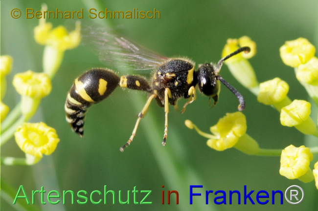 © Artenschutz in Franken® / Bernhard Schmalisch Bild zum Eintrag (1114199-160)