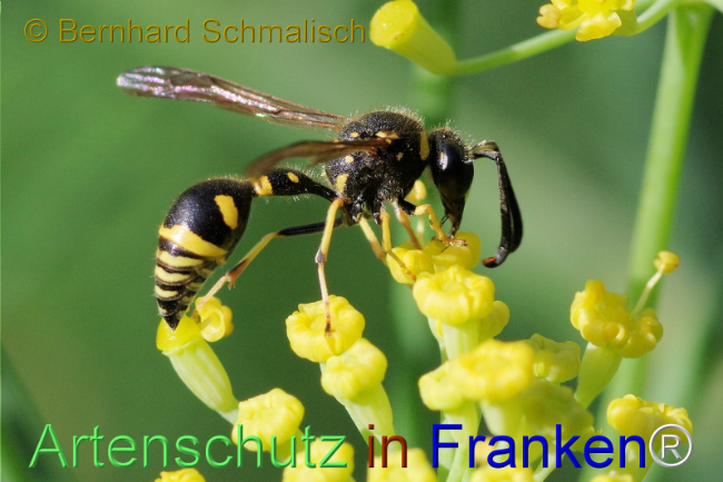 © Artenschutz in Franken® / Bernhard Schmalisch Bild zum Eintrag (1114201-160)