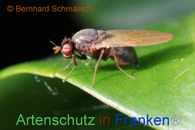 © Artenschutz in Franken® / Bernhard Schmalisch Bild zum Eintrag (1114219-160)