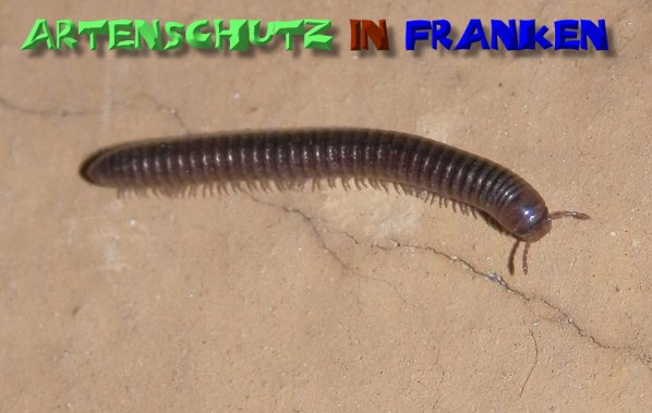 Copyright AiS- Albert Meier Bild zum Eintrag (1114278-160)