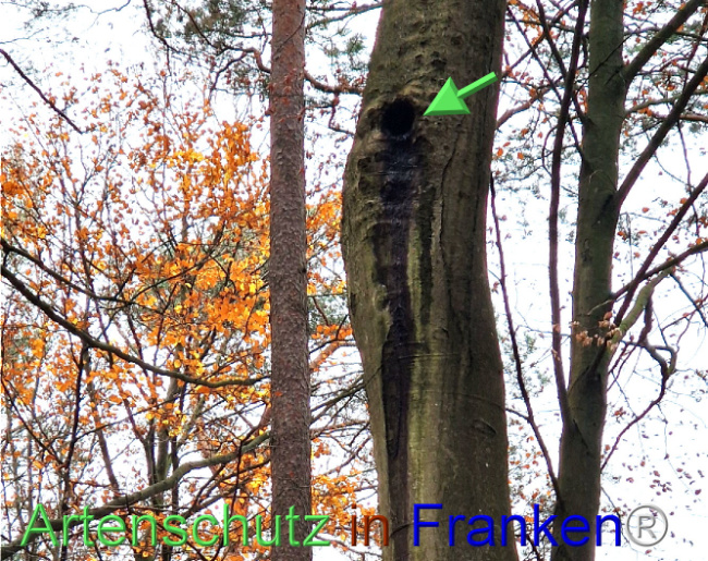 Bild zum Eintrag (1114431-160)
