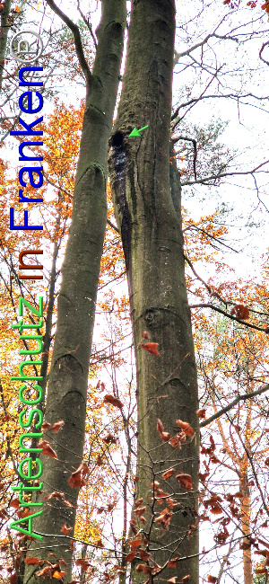 Bild zum Eintrag (1114434-160)