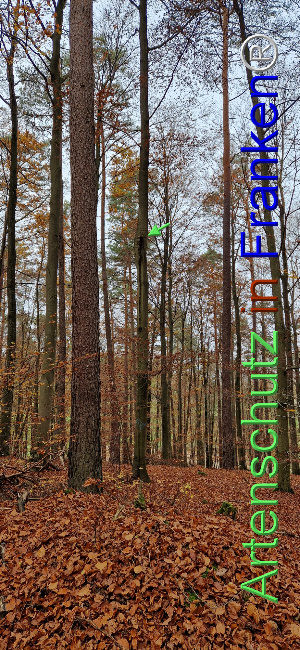Bild zum Eintrag (1114435-160)