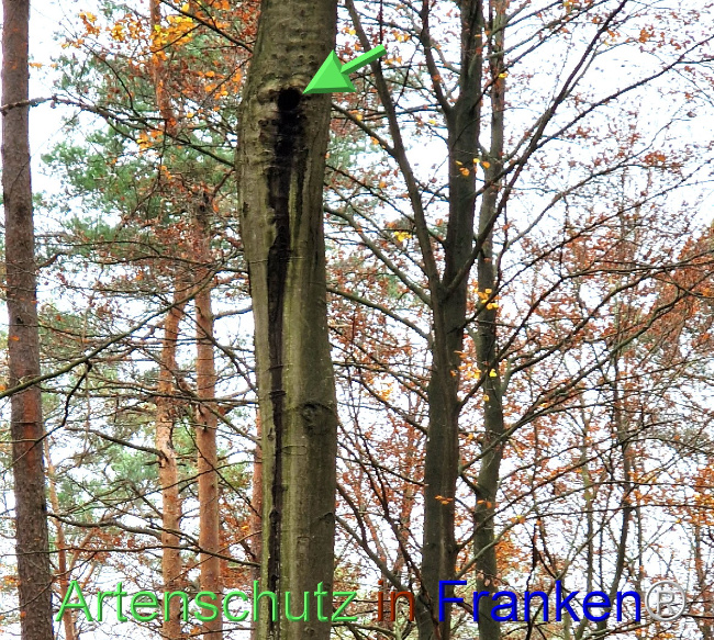 Bild zum Eintrag (1114441-160)