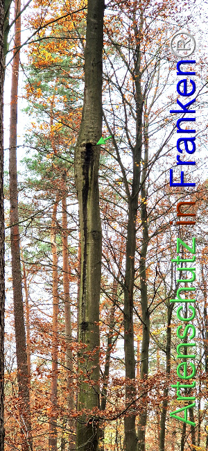 Bild zum Eintrag (1114443-160)