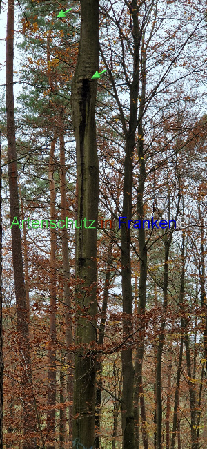 Bild zum Eintrag (1114444-160)