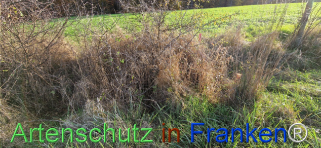 © Artenschutz in Franken® Bild zum Eintrag (1114489-160)
