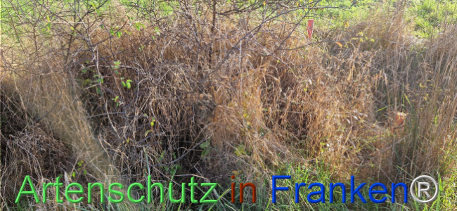 © Artenschutz in Franken® Bild zum Eintrag (1114490-160)