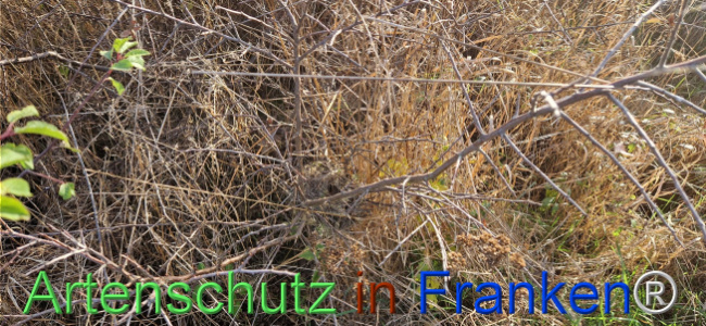© Artenschutz in Franken® Bild zum Eintrag (1114491-160)