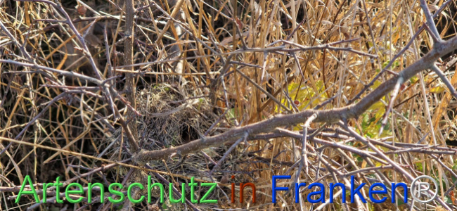 © Artenschutz in Franken® Bild zum Eintrag (1114492-160)